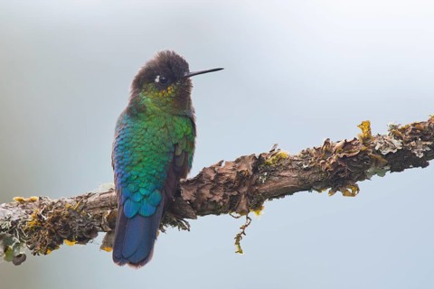 Fire-throated hummingbird (Panterpe insignis), Parque National Los Quetzales, Costa Rica, Central