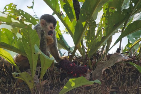 Central American squirrel monkey (Saimiri oerstedii), Manuel Antonio National Park, Costa Rica,