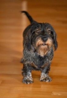 Rough-haired dachshund, male, 3 years, lying on parquet floor, Stuttgart, Baden-Württemberg,