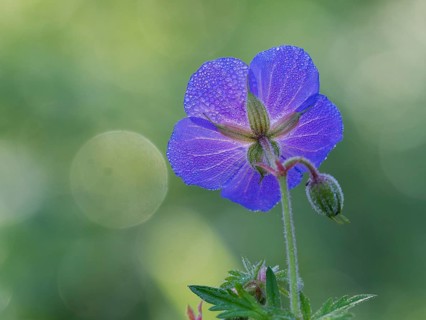 Meadow cranesbill (Geranium pratense), single blossom with dewdrops on its petals, photographed