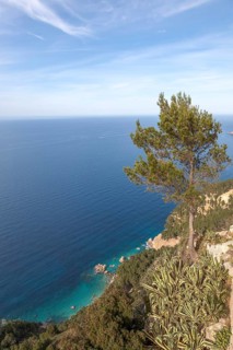 Aleppo pine, north-west coast, Majorca, Balearic Islands, Spain, Europe