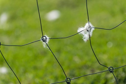 Sheep's wool on a fence, Mykines, Útoyggjar, Faroe Islands, Denmark, Europe