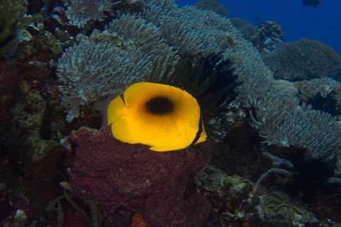Bright yellow fish, Malayan one-spot butterflyfish (Chaetodon speculum), swimming alone on a coral