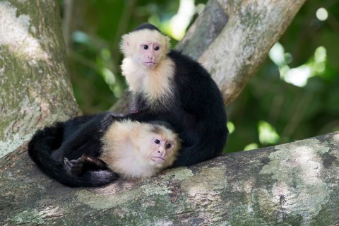White-shouldered capuchin monkeys (Cebus capucinus), Manuel Antonio National Park, Costa Rica,