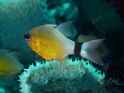 Yellow fish with black stripe, black-banded cardinalfish, sun cardinalfish (Ostorhinchus aureus)