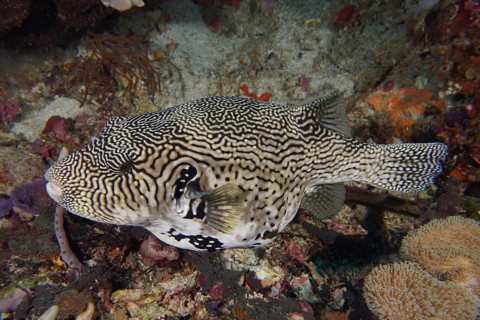 Map pufferfish (Arothron mappa) swimming along a reef on a seabed, dive site SD, Nusa Ceningan,