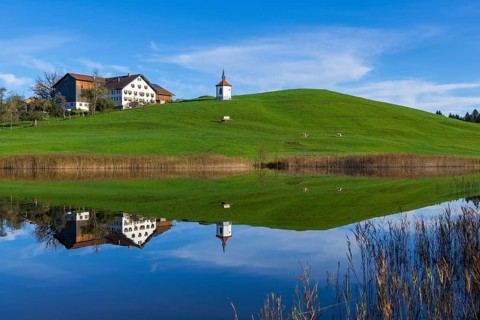 A lake reflects a house and a chapel on a green hill, cows, Hegratsrieder See near Füssen,