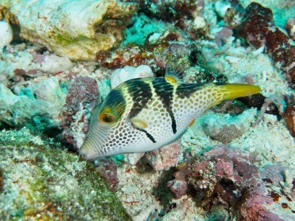 A pufferfish with a striking pattern, saddle point pufferfish (Canthigaster valentini), swimming