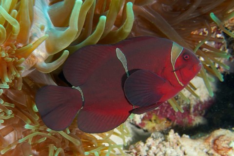 Close-up of a red anemonefish, velvet anemonefish, spiny anemonefish (Amphiprion biaculeatus),