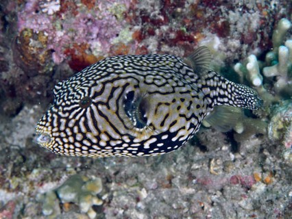 A fish with a complex pattern, map pufferfish (Arothron mappa), swimming over a tropical reef, dive