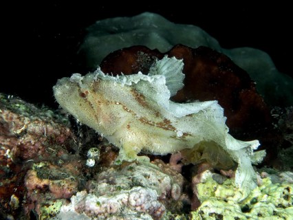 A white fish, rocking fish (Taenianotus triacanthus), resting on a coral reef, dive site Pidada,