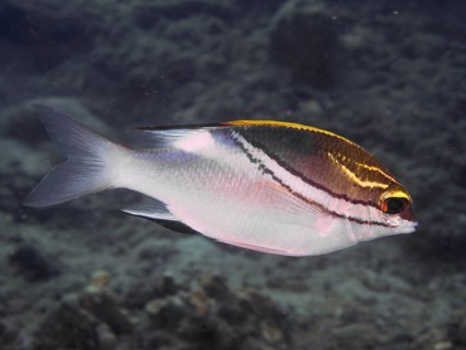 A colourful fish, sash snapper (Scolopsis bilineata), swimming in a grey underwater world, dive