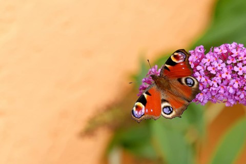 Peacock butterfly (Inachis io) sucking nectar on butterfly bush (Buddleja davidii), in a natural