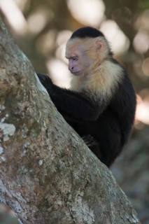 White-shouldered capuchin monkey (Cebus capucinus), Manuel Antonio National Park, Costa Rica,