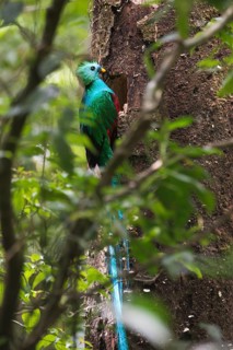 Quetzal (Pharomachrus mocinno), Reserva biologica Bosque Nubosa, Costa Rica, Central America
