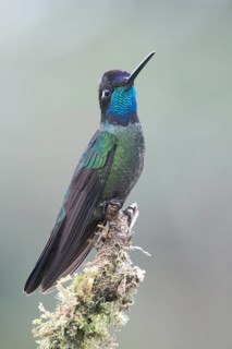 Violet-crowned Brilliant Hummingbird (Eugenes fulgens), Parque National Los Quetzales, Costa Rica,