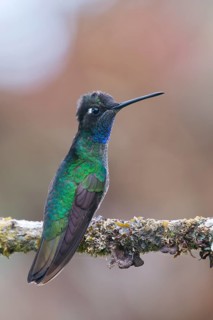 Violet-crowned Brilliant Hummingbird (Eugenes fulgens), Parque National Los Quetzales, Costa Rica,