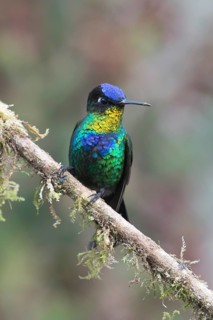 Fire-throated hummingbird (Panterpe insignis), Parque National Los Quetzales, Costa Rica, Central