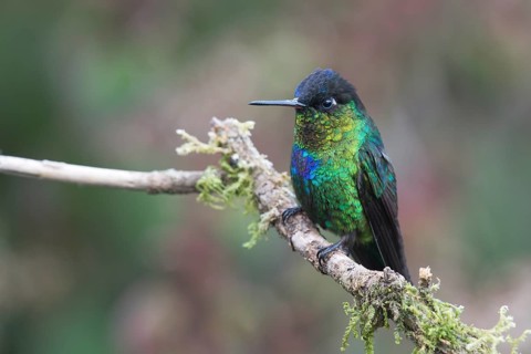 Fire-throated hummingbird (Panterpe insignis), Parque National Los Quetzales, Costa Rica, Central
