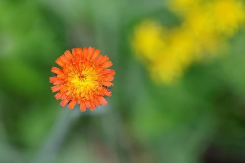 Orange hawkweed, orange-red hawkweed (Hieracium aurantiacum), flower on a rough meadow, Wilnsdorf,