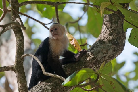 White-shouldered capuchin monkey (Cebus capucinus), Manuel Antonio National Park, Costa Rica,