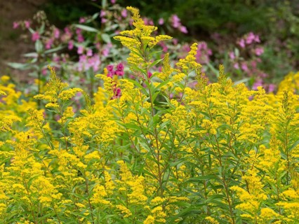 Common goldenrod (Solidago virgaurea), flowering in late summer, on the edge of a forest, Hessen,
