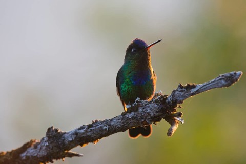 Fire-throated hummingbird (Panterpe insignis), Parque National Los Quetzales, Costa Rica, Central
