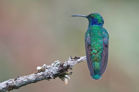 Small violet-eared hummingbird (Colibri thalassinus), Parque National Los Quetzales, Costa Rica,
