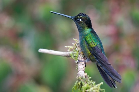 Violet-crowned Brilliant Hummingbird (Eugenes fulgens), Parque National Los Quetzales, Costa Rica,