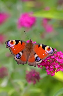 Peacock butterfly (Inachis io) sucking nectar on butterfly bush (Buddleja davidii), in a natural