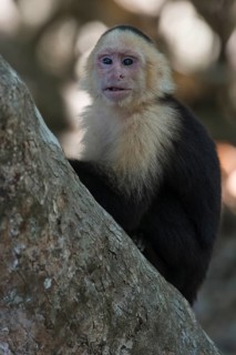 White-shouldered capuchin monkey (Cebus capucinus), Manuel Antonio National Park, Costa Rica,