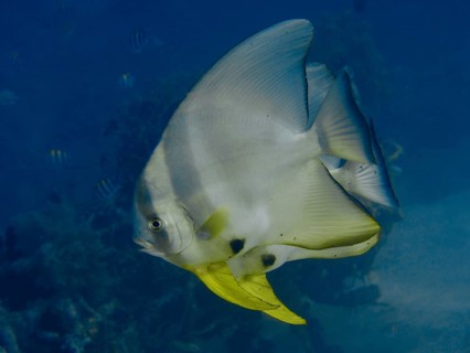 Large batfish with yellow fins, long-finned batfish (Platax teira), swimming majestically in the