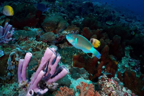 Colourful parrotfish, ballhead parrotfish (Chlorurus sordidus), swimming through a species-rich