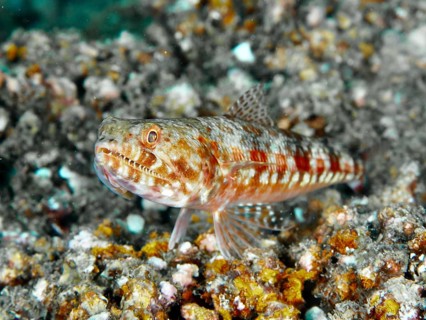Red and white patterned fish, marbled lizardfish (Synodus rubromarmoratus), resting on rocky