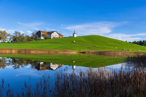 Green hill with chapel and herd of cows reflected in the calm lake, Hegratsrieder See near Füssen,