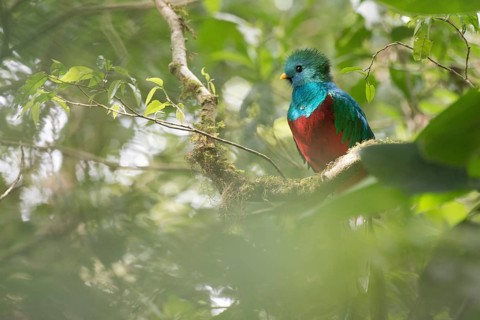 Quetzal (Pharomachrus mocinno), Reserva biologica Bosque Nubosa, Costa Rica, Central America