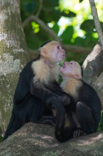 White-shouldered capuchin monkeys (Cebus capucinus), Manuel Antonio National Park, Costa Rica,