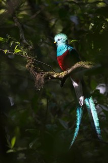 Quetzal (Pharomachrus mocinno), Reserva biologica Bosque Nubosa, Costa Rica, Central America