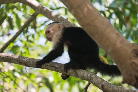 White-shouldered capuchin monkey (Cebus capucinus), Manuel Antonio National Park, Costa Rica,