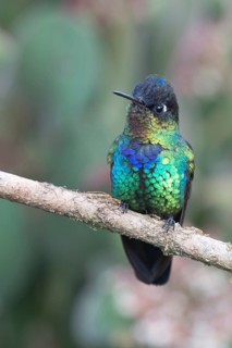 Fire-throated hummingbird (Panterpe insignis), Parque National Los Quetzales, Costa Rica, Central