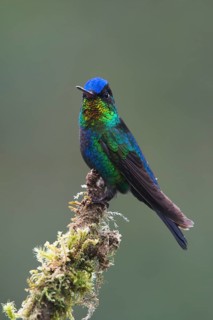 Fire-throated hummingbird (Panterpe insignis), Parque National Los Quetzales, Costa Rica, Central