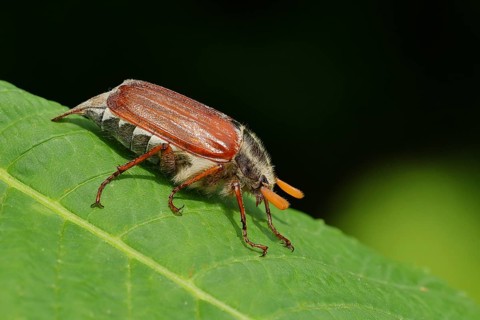 May beetle, wood cockchafer (Melolontha hippocastani), male, on leaf of a horse chestnut (Aesculus