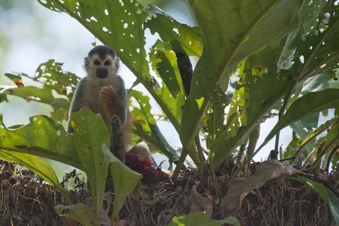 Central American squirrel monkey (Saimiri oerstedii), Manuel Antonio National Park, Costa Rica,