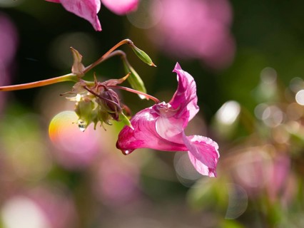 Himalayan Balsam (Impatiens glandulifera), flower, Hessen, Germany, Europe