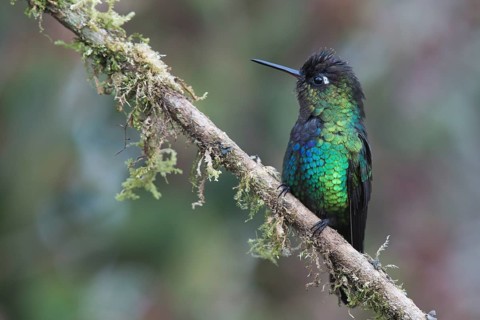 Fire-throated hummingbird (Panterpe insignis), Parque National Los Quetzales, Costa Rica, Central