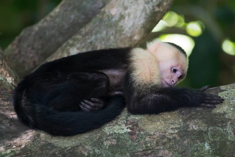 White-shouldered capuchin monkey (Cebus capucinus), Manuel Antonio National Park, Costa Rica,