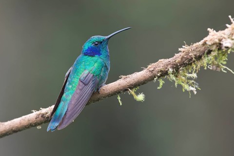 Small violet-eared hummingbird (Colibri thalassinus), Parque National Los Quetzales, Costa Rica,