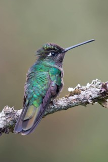 Violet-crowned Brilliant Hummingbird (Eugenes fulgens), Parque National Los Quetzales, Costa Rica,