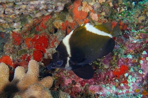 Black and white fish, Horned bannerfish (Heniochus varius), next to colourful reef corals on the