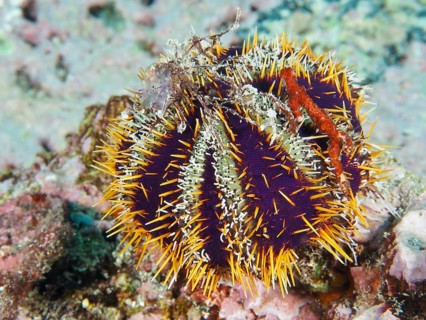 Multicoloured spiny sea urchin, peacock urchin (Tripneustes gratilla), with blue and white patterns